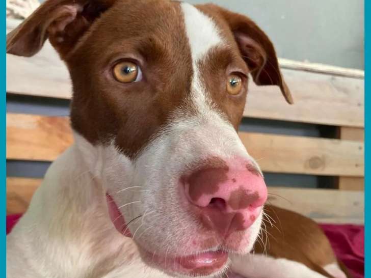 Chiot mâle de 10 mois en quête d'une famille