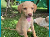 Adoption disponible : chiot mâle fauve
