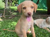 Adoption disponible : chiot mâle fauve