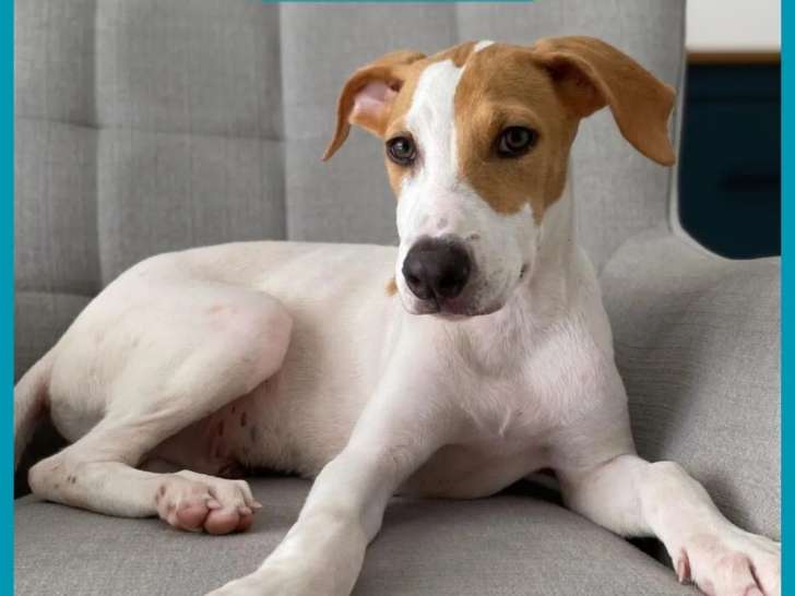 Chiot mâle roux et blanc à la recherche d’une famille