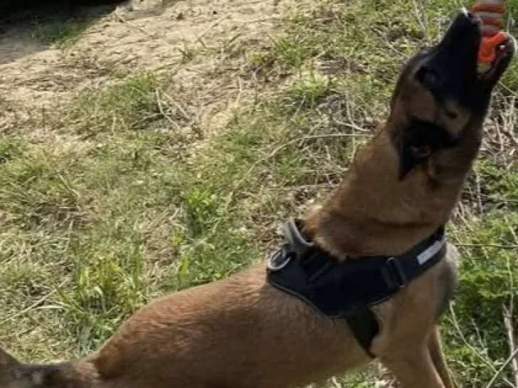 À adopter, chien Berger Malinois fauve charbonné