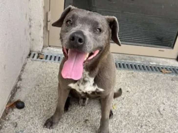 Prêt pour l’adoption, chien au pelage gris
