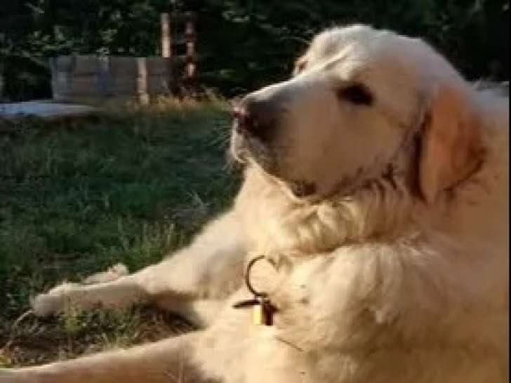 En attente d’un foyer, chien de Montagne des Pyrénées de 3 ans