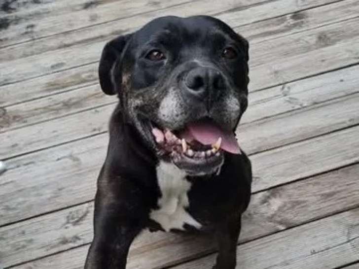 À accueillir, chienne Cane Corso noire