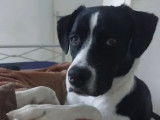 À la recherche d'un foyer, chien noir et blanc