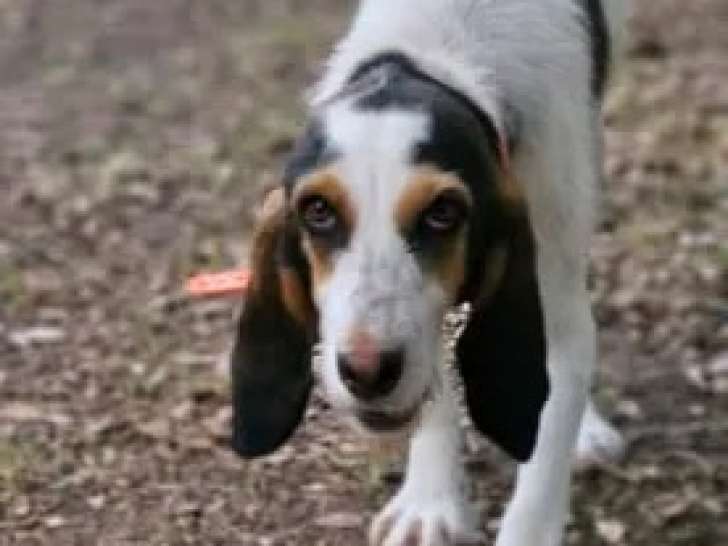 Disponible à l'adoption : chienne tricolore