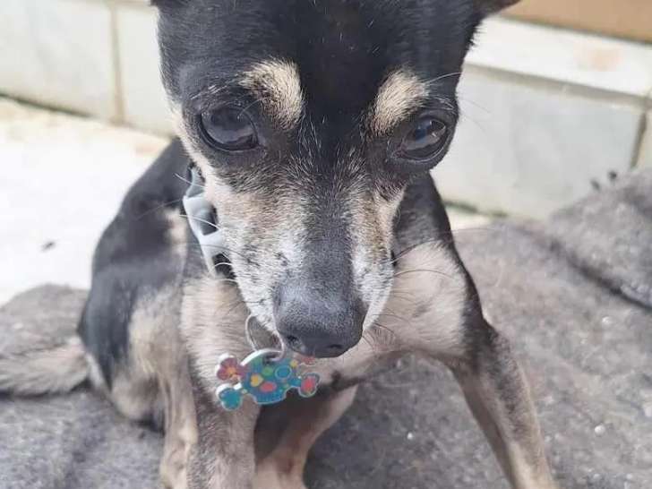 En attente d'adoption : chien gris et blanc