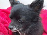 Prêt pour l’adoption : chien Chihuahua noir