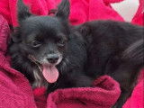 Prêt pour l’adoption : chien Chihuahua noir