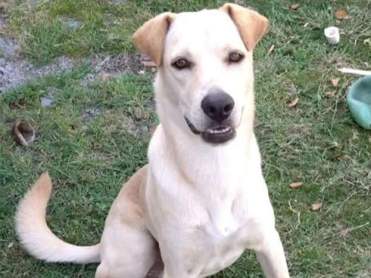 En attente d’un foyer : chien d'un an