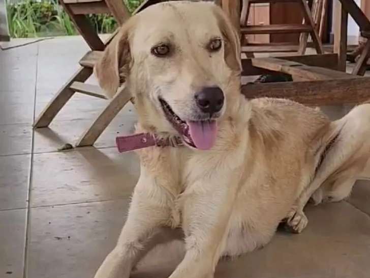 À accueillir : chienne au pelage sable