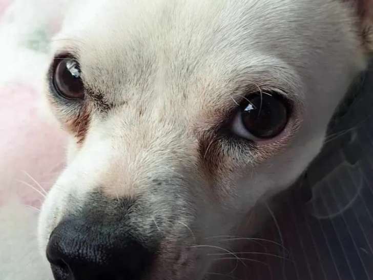 En quête d'un foyer : chienne Chihuahua blanche