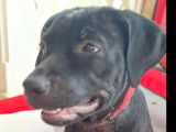 Adoption disponible : chiot femelle noir
