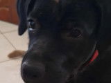 Adoption disponible : chiot femelle noir