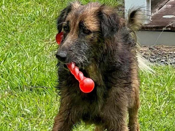 À la recherche d'une famille : chien au pelage tricolore