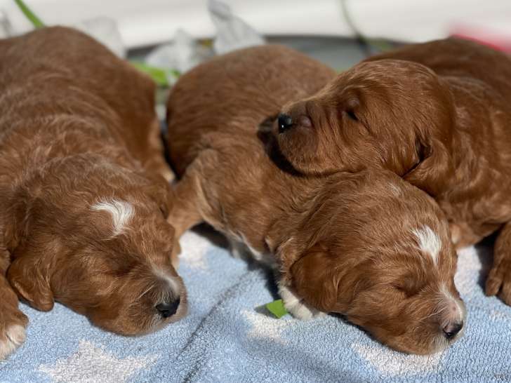 Chiots Goldendoodle à vendre