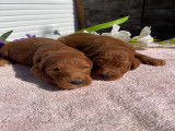 Chiots Goldendoodle à vendre