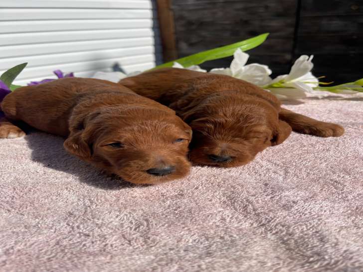 Chiots Goldendoodle à vendre