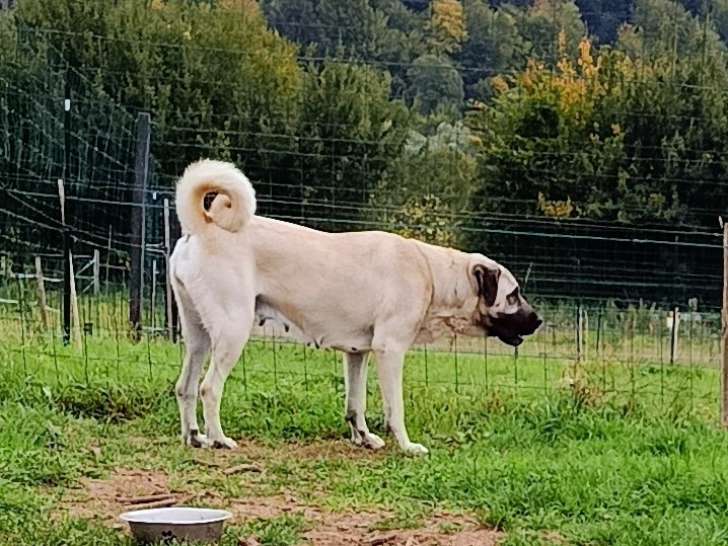 La maman