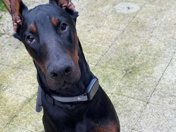 Jeune chien de type Dobermann à vendre