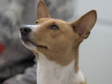 Chiots Basenji LOF à naître