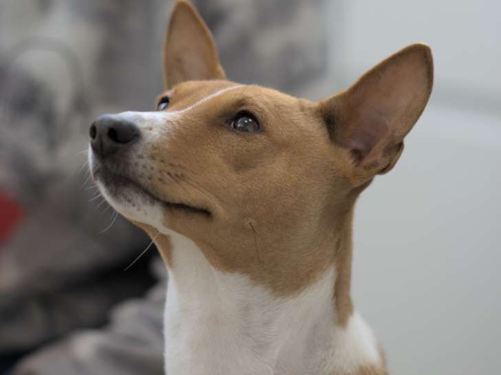 Chiots Basenji LOF à naître