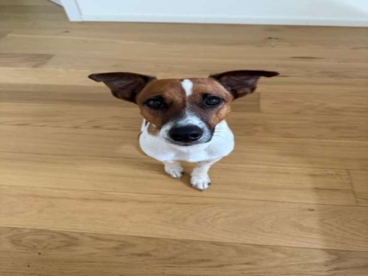 Mâle Jack Russell disponible pour saillie