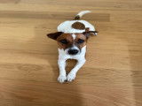 Mâle Jack Russell disponible pour saillie