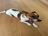 Mâle Jack Russell disponible pour saillie