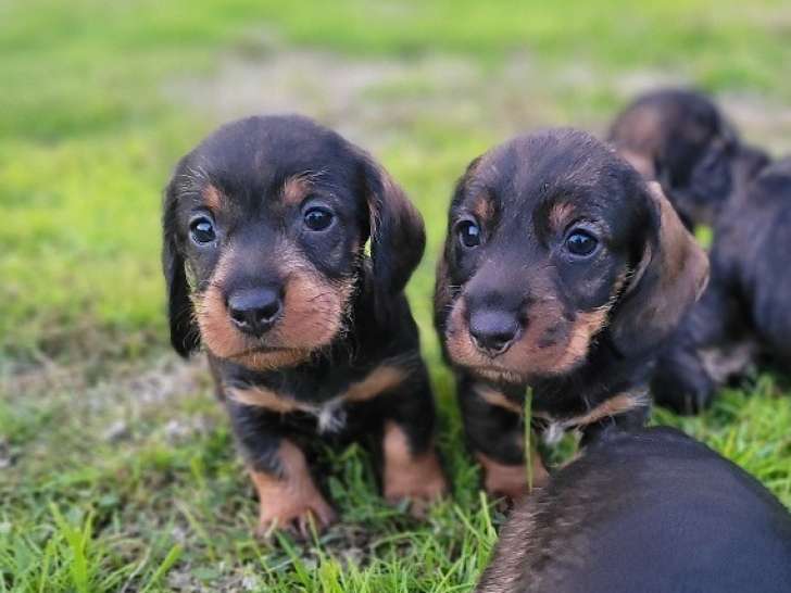 Magnifique chiots Teckel à Poil Dur LOF à vendre