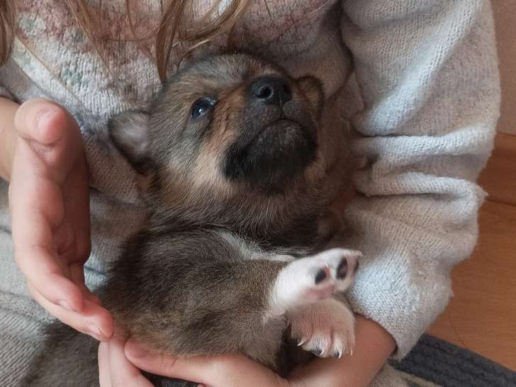 Chiots femelles Spitz des Visigoths à vendre