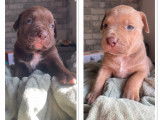 Chiots American Bully XL ABKC à vendre