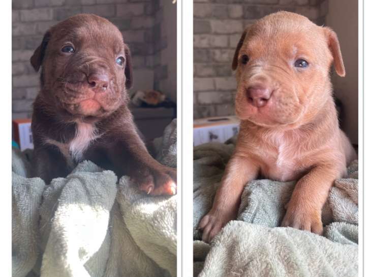 Chiots American Bully XL ABKC à vendre