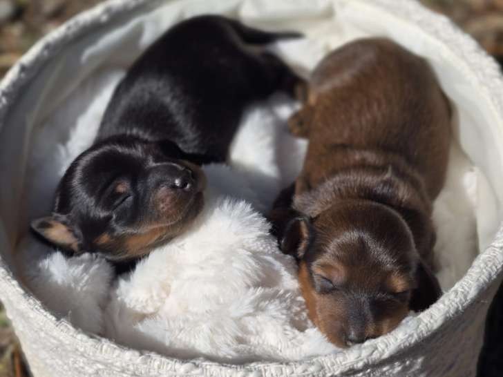 Chiot Teckel Nain à poil long noir à vendre