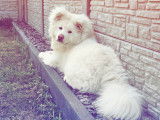 Jeune Akita Inu blanc à vendre