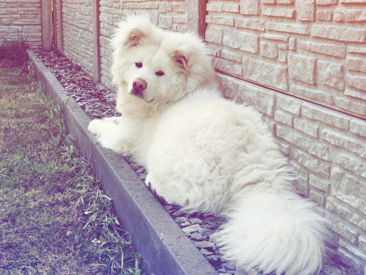 Jeune Akita Inu blanc à vendre
