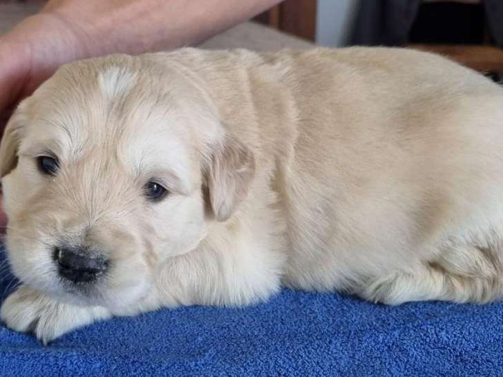 Réservation ouverte pour 8 chiots Golden Retriever LOF d’août 2025, 4 mâles et 4 femelles
