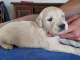 Réservation ouverte pour 8 chiots Golden Retriever LOF d’août 2025, 4 mâles et 4 femelles