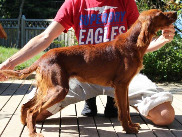 Chienne Setter Irlandais LOF de juin 2023, robe acajou, confirmée et disponible à la vente