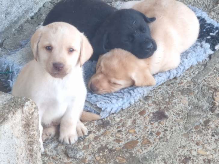 Chiots Labrador LOF à vendre