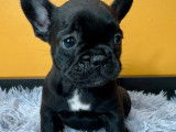 Chiots Bouledogue Français à vendre
