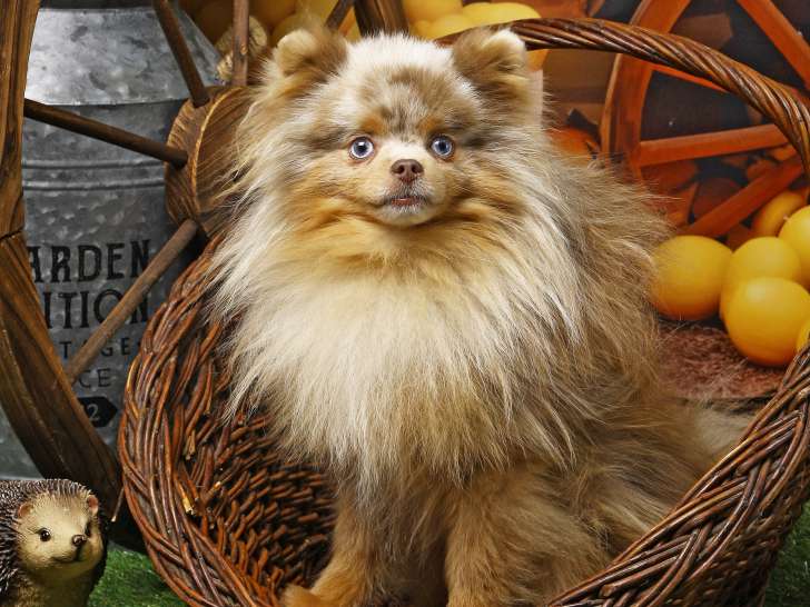 Chien Spitz Poméranien lilac merle and tan à vendre