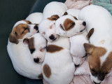 Chiots Jack Russell Terrier LOF à vendre