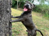 Magnifique mâle Staffie bleu disponible pour saillie