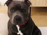 Magnifique mâle Staffie bleu disponible pour saillie