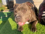 Magnifique mâle Staffie bleu disponible pour saillie