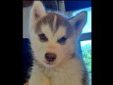 Husky siberien
