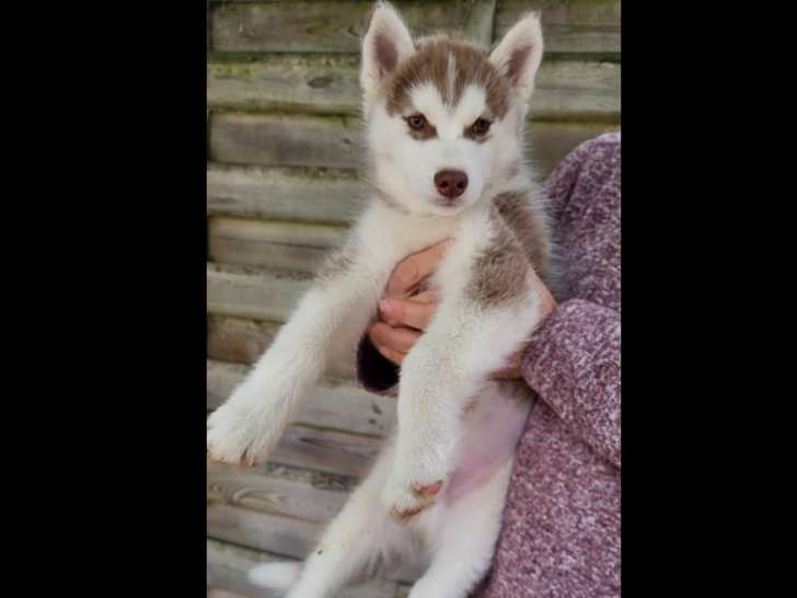 Husky siberien