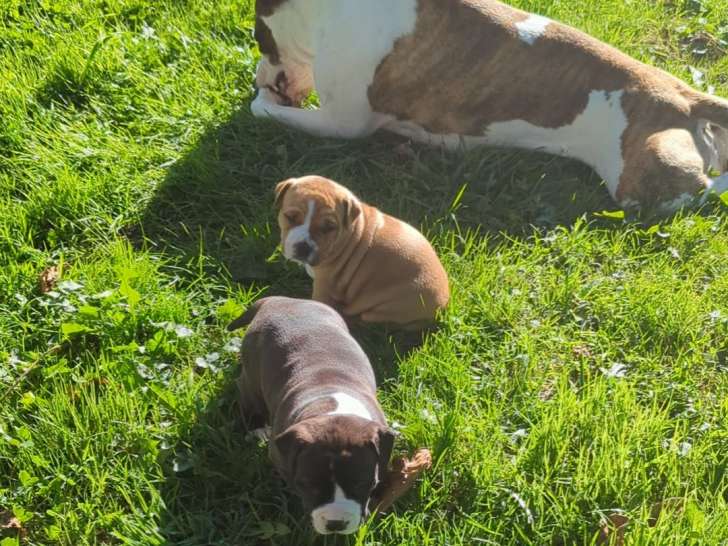 Chiots American Staffordshire Terrier LOF à vendre