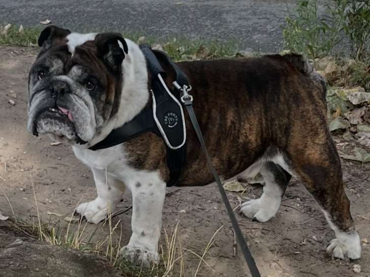 Murdock, mâle Bouledogue Anglais à donner